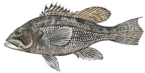 Black Sea Bass Picture