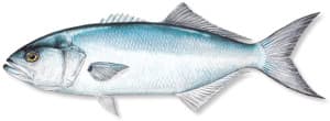 Picture of Bluefish