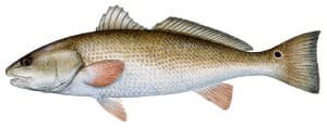 picure of redfish