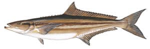 Picture of Cobia