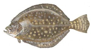 Picture of Flounder