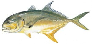 Picture of Jack Crevalle