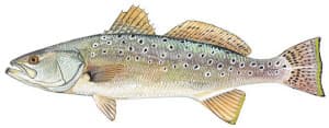 Picture of Sea Trout