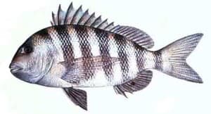 Sheepshead Picture