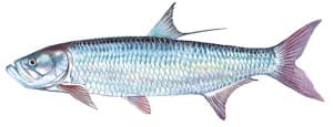 Picture of a Tarpon