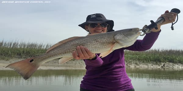 Red Fish Nearshore Picture